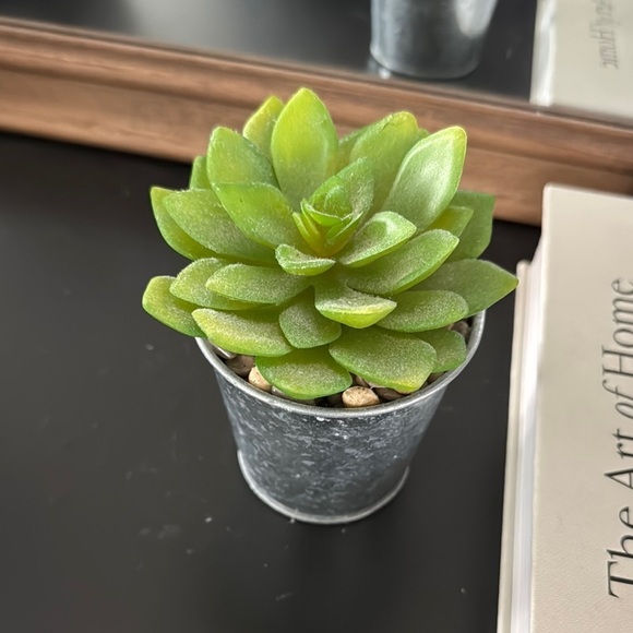 Green Succulent in Silver Pot - Picture 3 of 4
